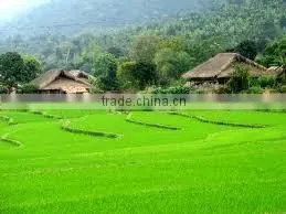 CHEAPEST LONG GRAIN FRAGRANT RICE DOUBLE POLISHED AND SORTEX_ KHANH TAM RICE FACTORY