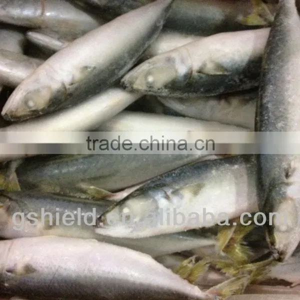 New Fishing Frozen IQF 60-70g Pacific Mackerel in 2016 photo-2