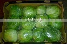Best Quality Egypt Lettuce