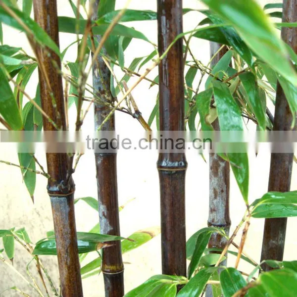 Bamboo Seedling