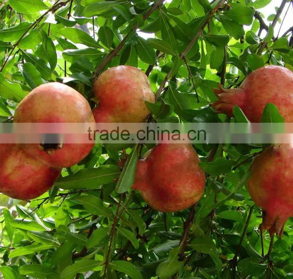 Boten Supplier of 10%-90% Ellagic Acid/Polyphenols/Punicalagin Pomegranated Peel Extract Powder photo-2