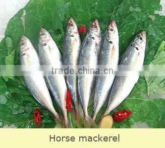 China-made Frozen Hot Sale Horse Mackerel Whole photo-4