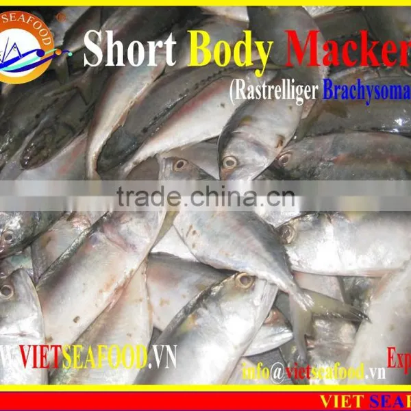 FROZEN SHORT BODY MACKEREL WHOLE ROUND photo-6