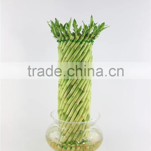 Spiral Cage 30cm Lucky Bamboo