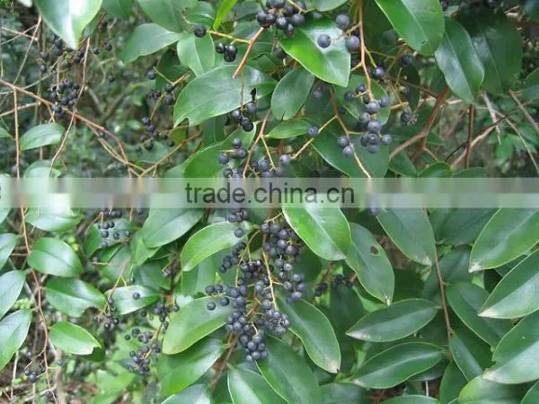 Embelia Ribes photo-4