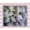 Normal White Garlic