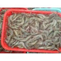 Raw Vannamei Shrimp HOSO Semi IQF
