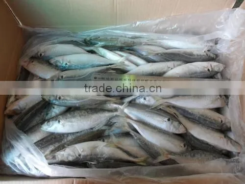 High Quality Horse Mackerel(Decapterus Maruadsi) 120-160 Pcs photo-5