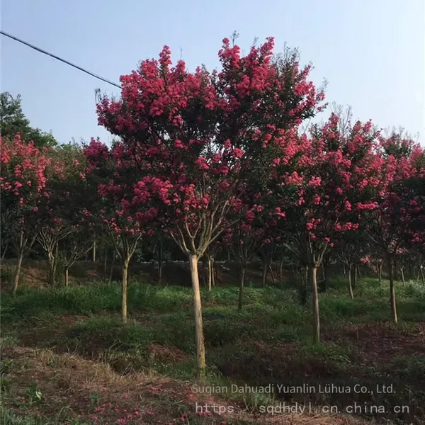 Price of 3-cm Lagerstroemia Indica, Cheap and High Survival Rate