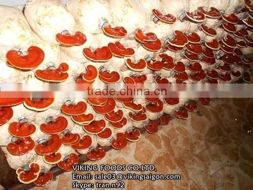 BEST PRICE - DRIED LUCIDUM/REISHI/GANODERMA/LINGZHI MUSHROOM photo-2