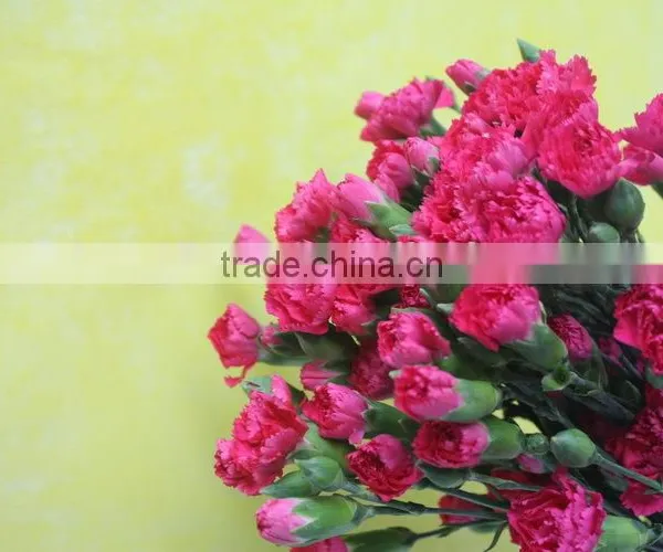 Reasonable Price Top Sell Factory Flower Carnation photo-2