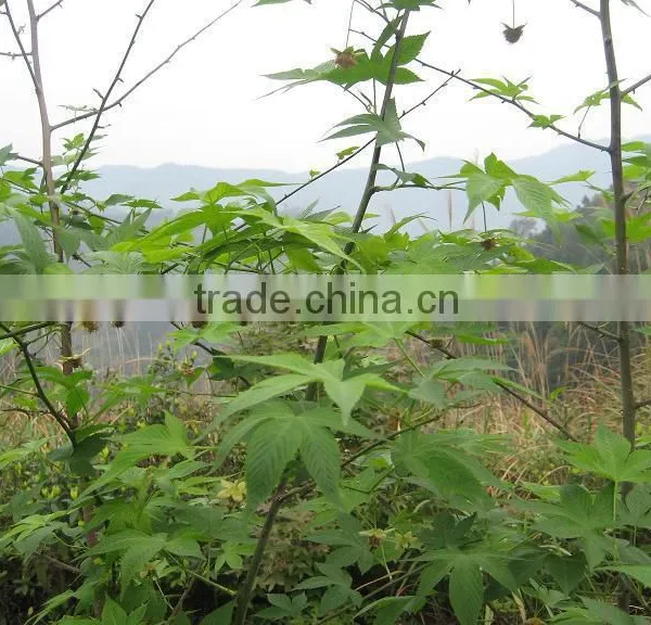 OEM Service Wild Rubusoside Sweet Tea Extract Sweet Tea Leaf Natural Sweetener OEM Service