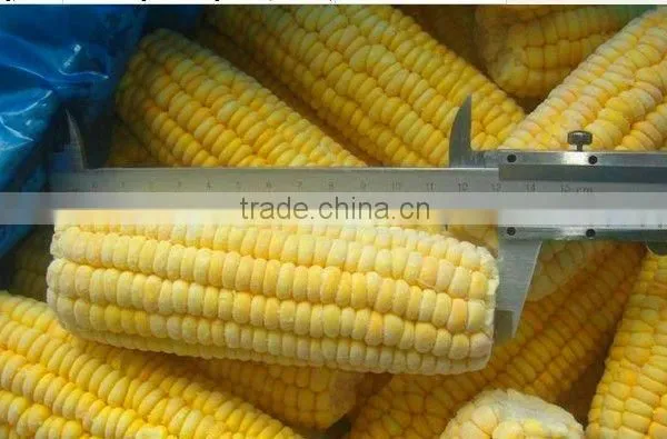 Chinese IQF Steamed Blanched IQF Frozen Sweet Corn Yellow Corn photo-3