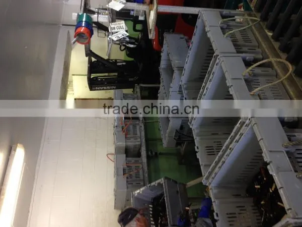 Live Canadian Lobster photo-6