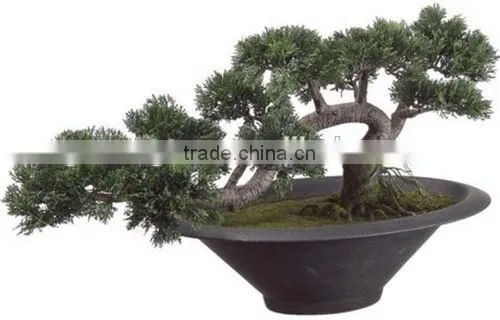 Indoor Cedar Bonsai Tree Topiary Cypress Pine From Chinese Designer photo-3