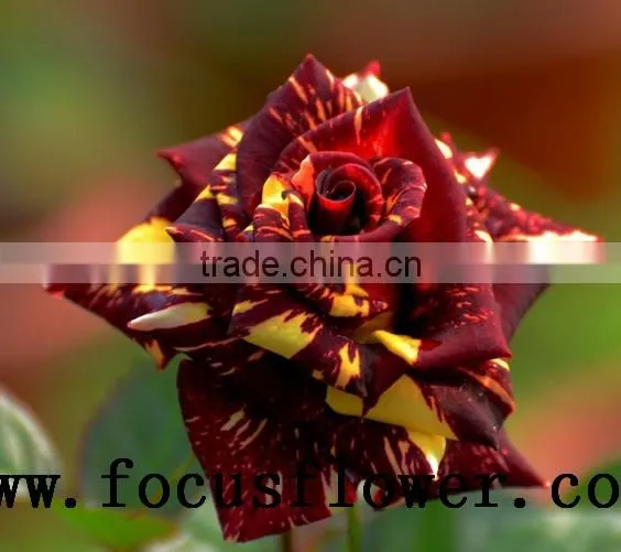 Good Quality Fresh Black Roses in Delhi Roses Flowers Spray Rose Meteor Shower for Wedding Decoration Without Middleman photo-3