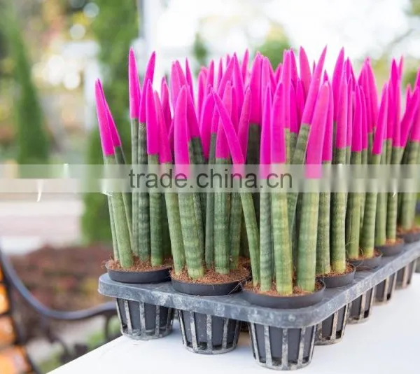 Lucky Bamboo photo-3