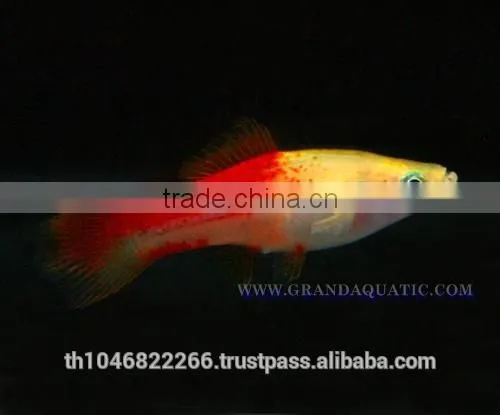 Swordtail Fish / Live Ornamental Fish photo-2