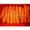 Carrot,carrot Supplier,Chinese Carrot,fresh Carrot photo-3