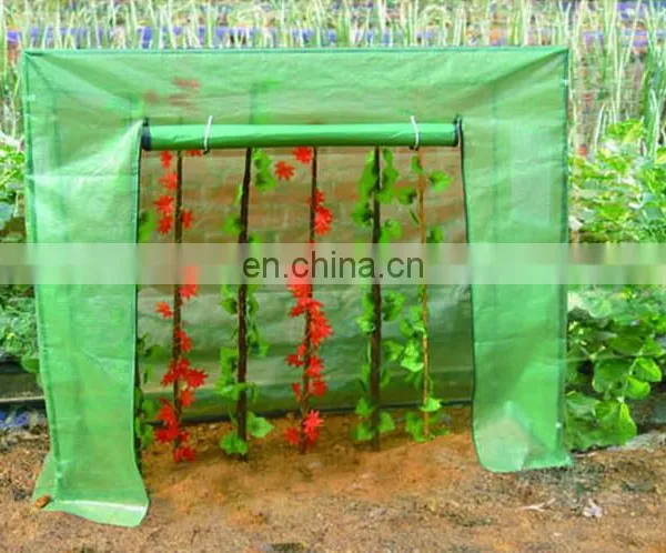 TOMATO GREENHOUSE