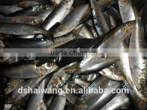 Frozen Sardine Fish Whole Round photo-3