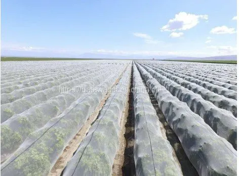HDPE Garden Black Woven Bird Netting for Fruit Tree Knitted Anti Bird Mesh Net photo-3