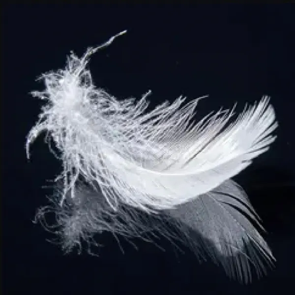 Feather and Down
