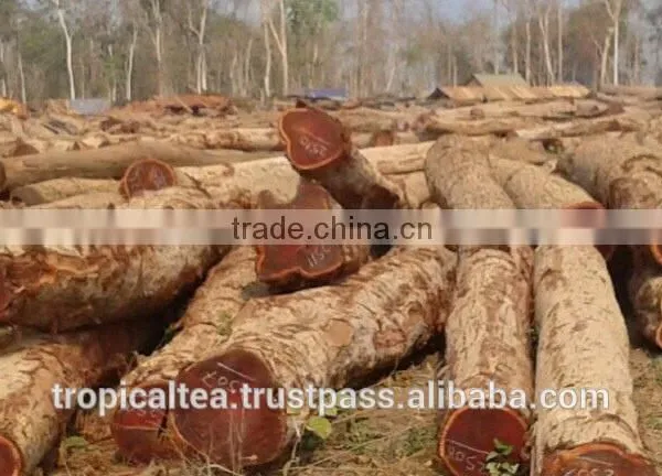 Round Logs Cam xe Pyinkado Cambodia Wood photo-3