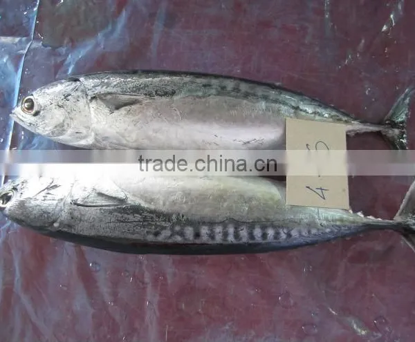 FROZEN WHOLE ROUND BONITO