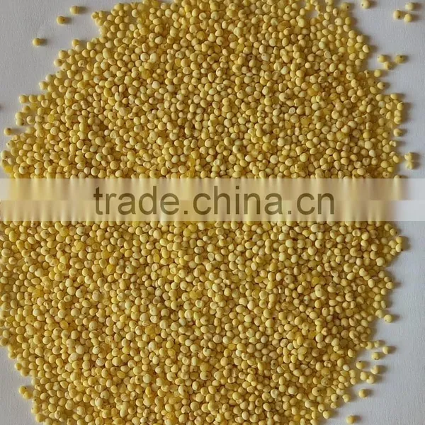 Chinese Glutinous Millet Yellow Colour photo-2
