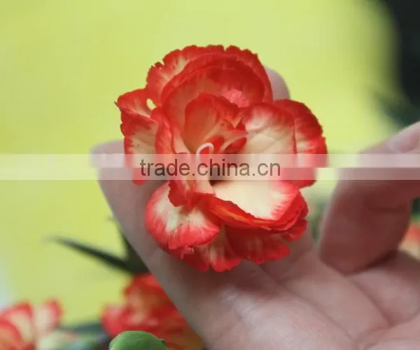 Elegant in Smell Hot Sale Fresh Carnation for Home Decoration photo-4