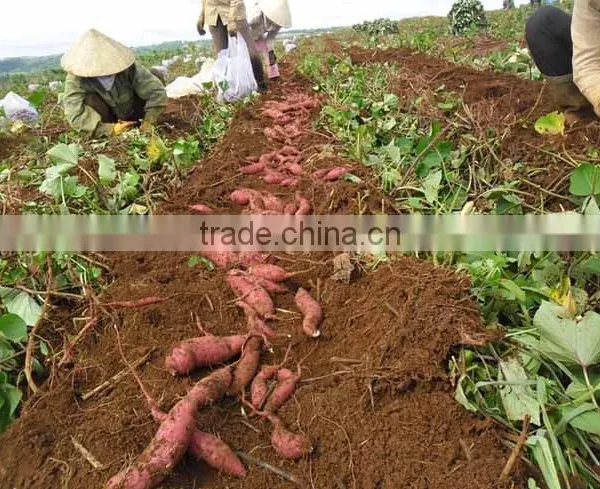 Vietnam Sweet Potato With Best Price and Good Quality photo-3
