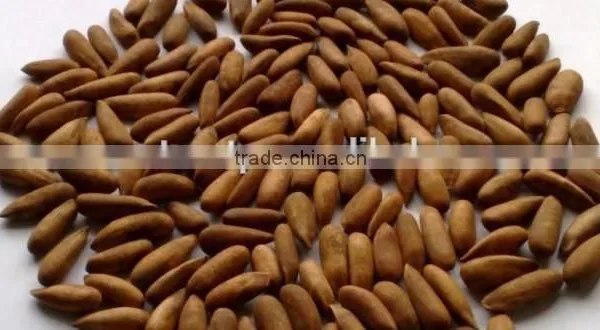Roasted Pine nuts , Cooked Pine nuts in shell , Pine nuts , chilgoza