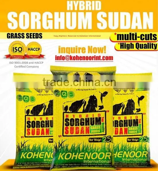 Hybrid Sorghum Grass Seeds