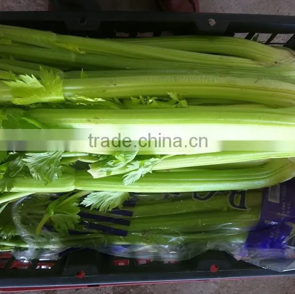 Chinese Fresh Celery photo-2