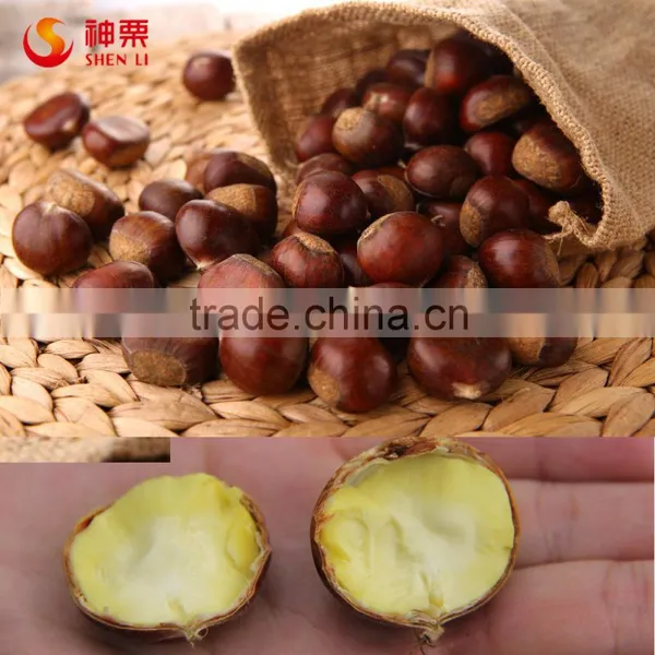 2015 Best Fresh Wholesale Chestnut photo-3