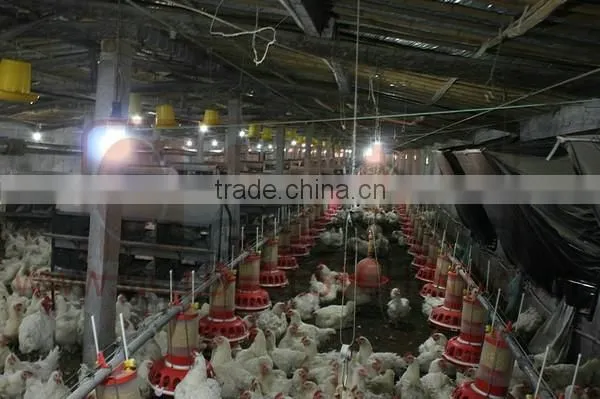 Goldenest Automatic Egg Collection System Chicken Nesting Boxes Factory Price JCJ15-A02 photo-5