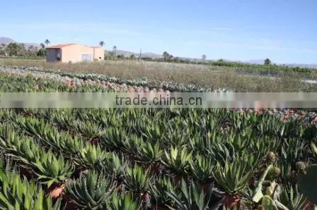Agave Horrida V. "Perotensis Limon" in 8 Liters Pot photo-4