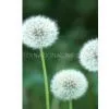 Dandelion Plant Extract