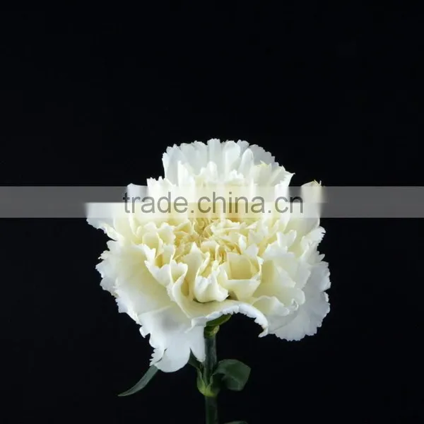 Wide Variety Snow White White Carnation for Sale photo-2