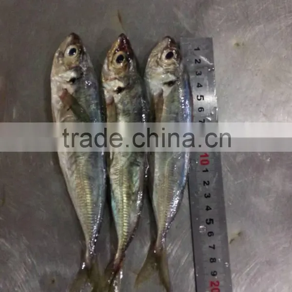 20cm+ Whole Round Frozen Horse Mackerel photo-3