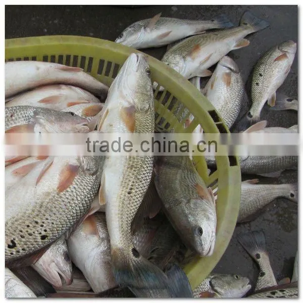 Frozen Fresh Whole Red Drum