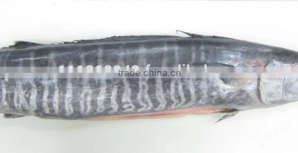 Frozen Wahoo Fillet