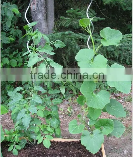 High Quality Spiral Plant Stake photo-6