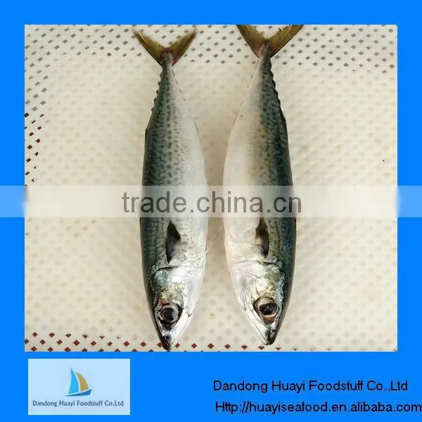 Frozen Fish Norway Frozen Mackerel