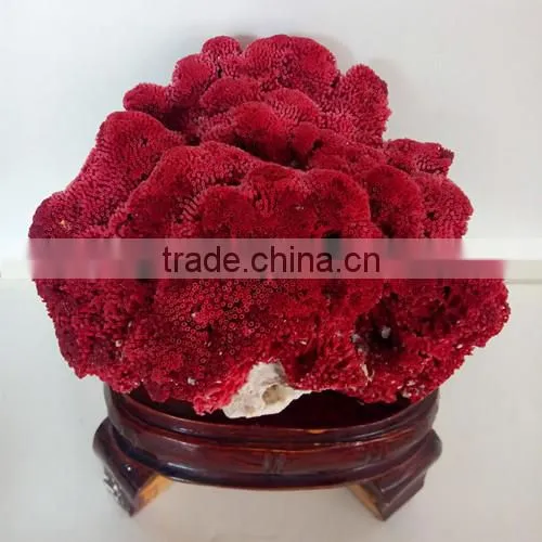 2015 Best Sale Coral Fossil for Home Decoration photo-3