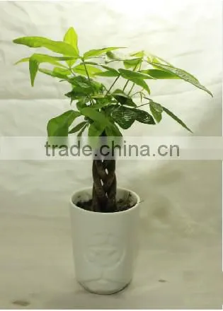 Five braided pachira macrocarpa aquatica bonsai money tree plant indoor ornamental decorative potted plants nursery pachira