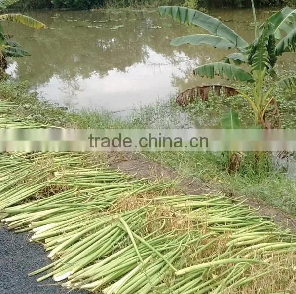 Dried Water Hyacinth - High Quality QQ : 2598494113