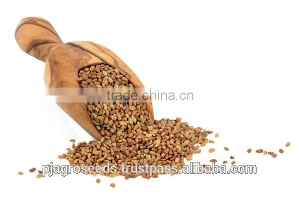 Alfalfa Seed In Forage Seed photo-3