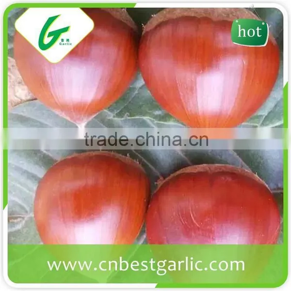 Fresh Sweet Chestnut in Shell for Sale photo-5